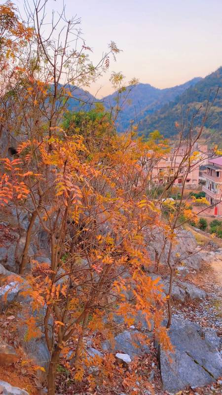 大片长在石头缝里面的黄鹂芽树-度小视