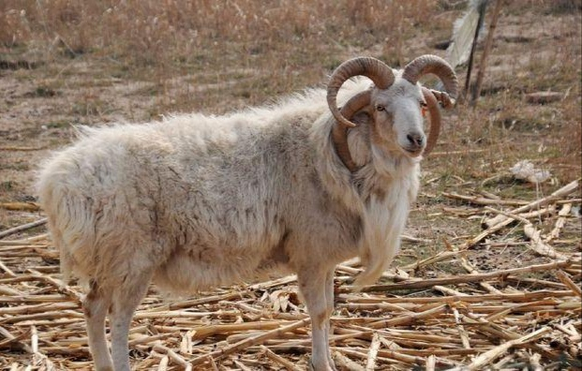 奇特的四角山羊.#动物趣图