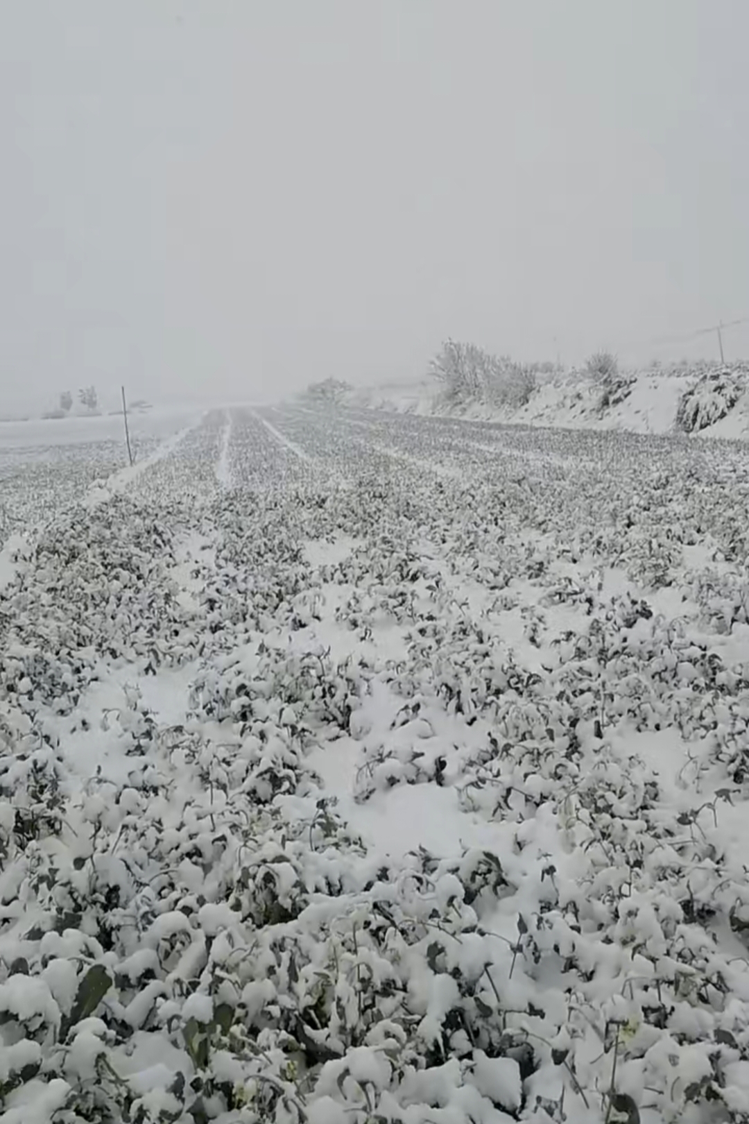 大雪没想到春暖花开了却突然下了一场暴雪整个田野全都是白茫茫一片