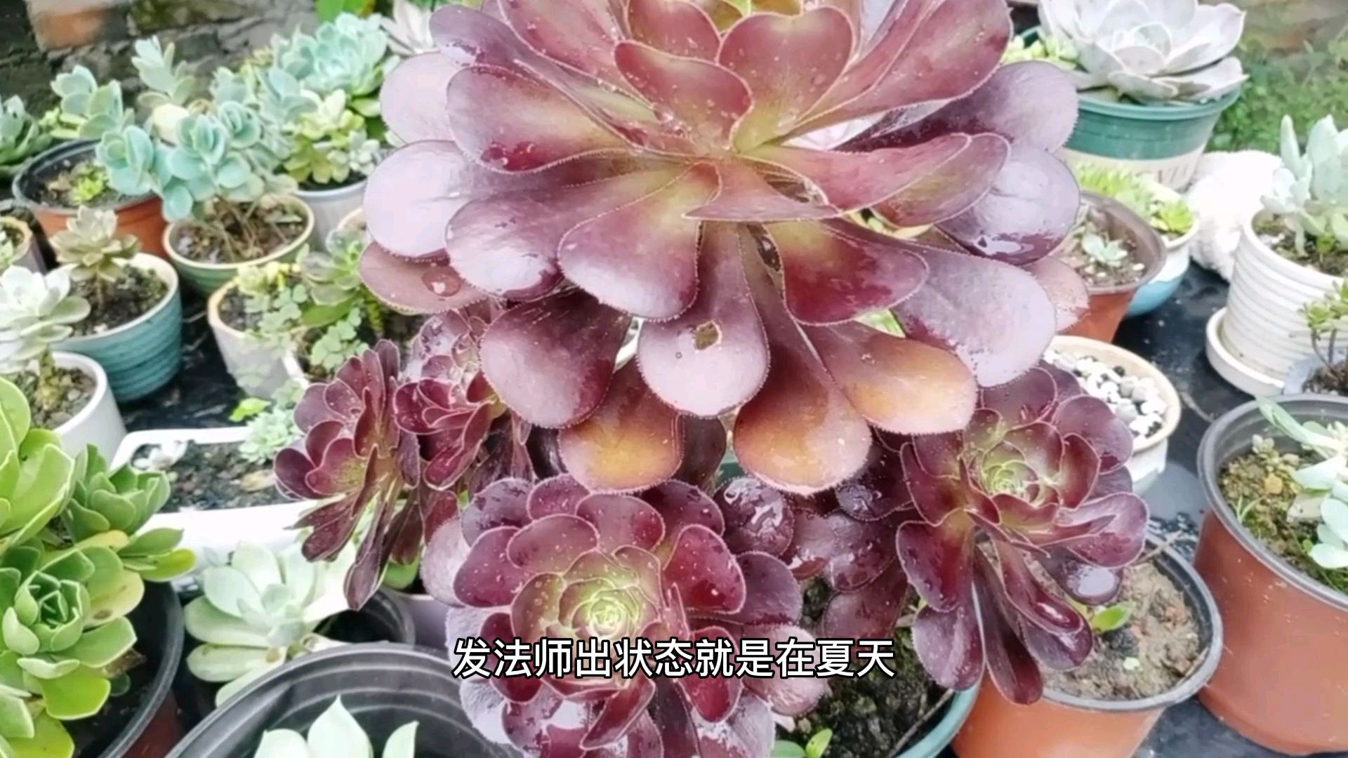 下雨天多肉容易黑腐化水,这么多,多肉姑娘全部看完要半天