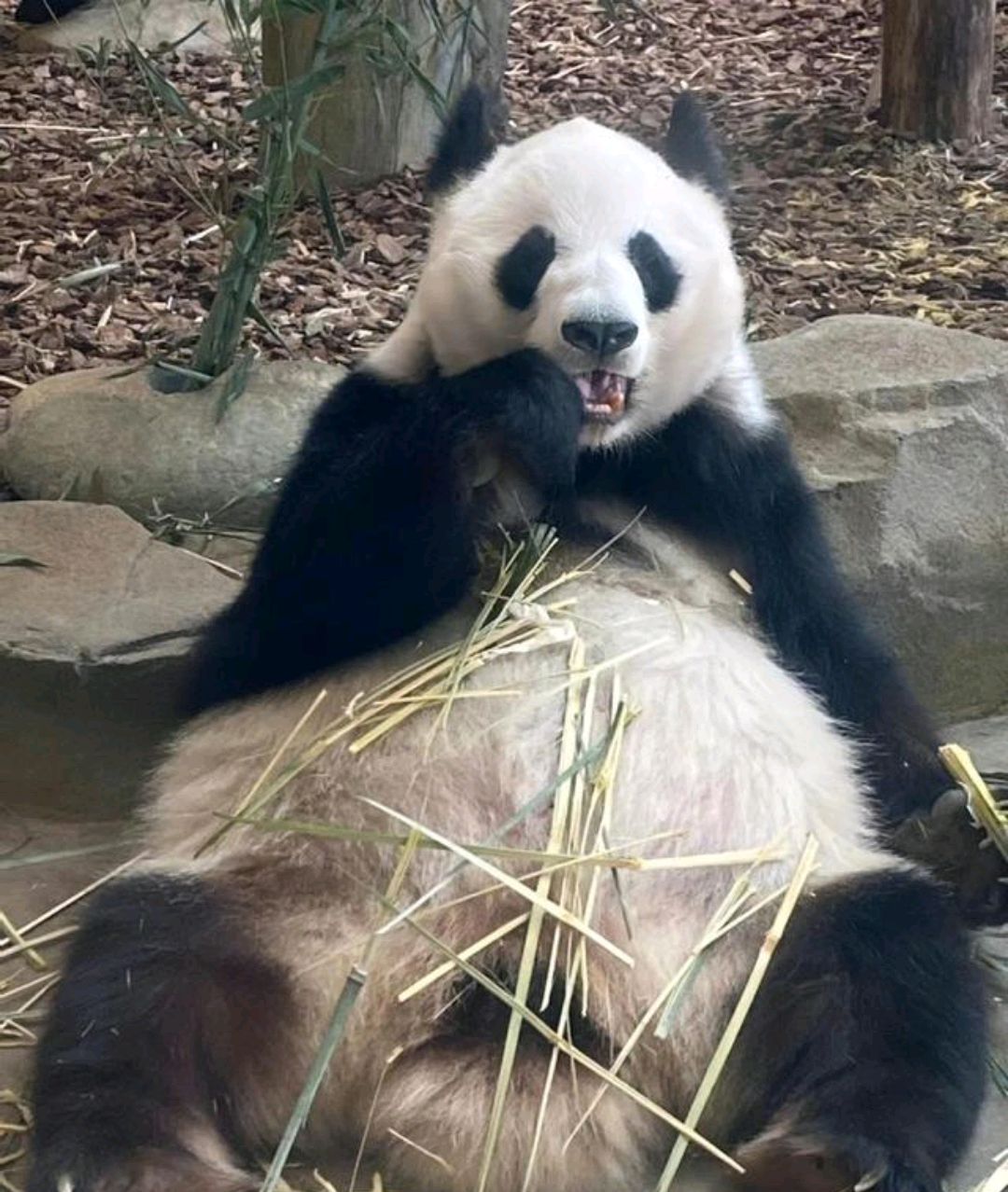 "外公熊"大熊猫"科比"的一生