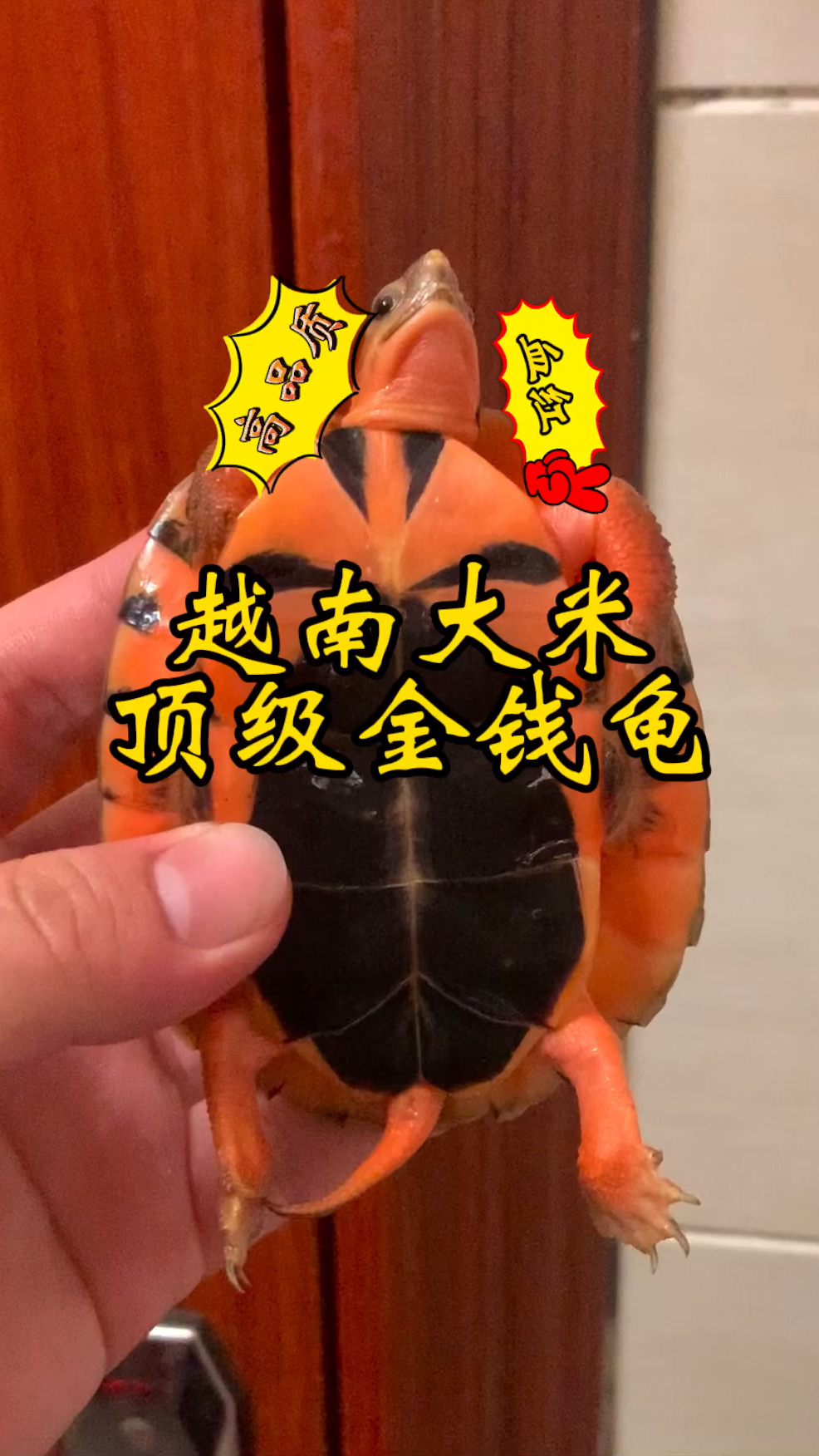 顶级越南大米金钱龟金钱龟中最顶级的品质超血红肉色你爱了吗金钱龟有