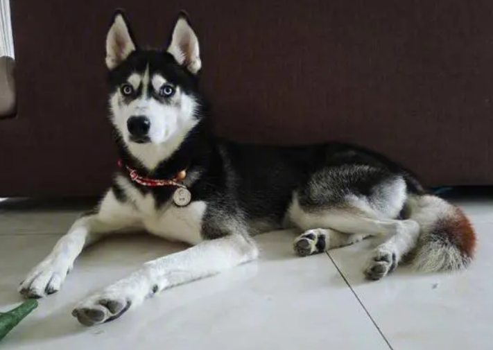 哈礼鹿是什么品种