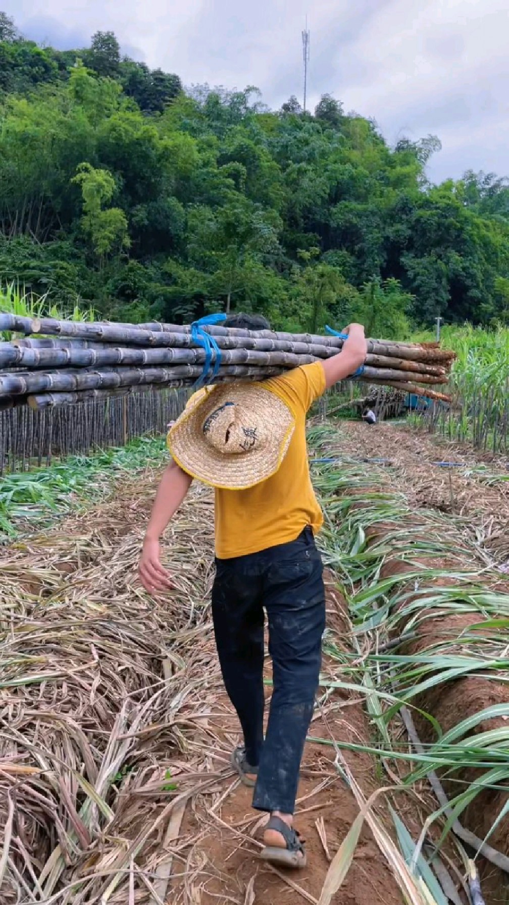 曾梦想仗剑走天涯,如今只能扛甘蔗