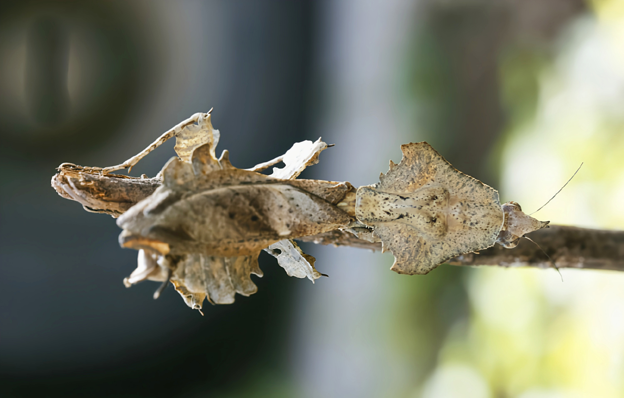 每天认识一种昆虫——中南拟睫螳 中南拟睫螳是花螳科拟睫螳属昆虫.