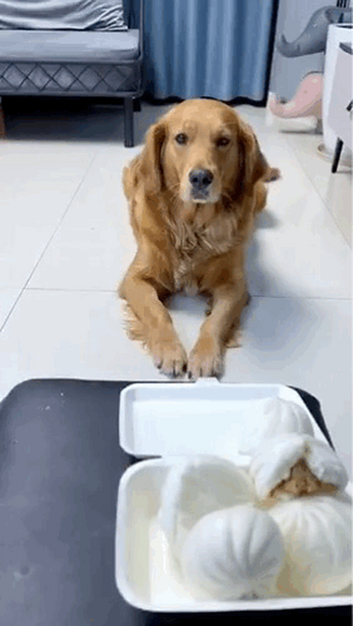 肉包子打狗一去不复返,这只狗狗却一反常态,廉者不受嗟来之食,态度不