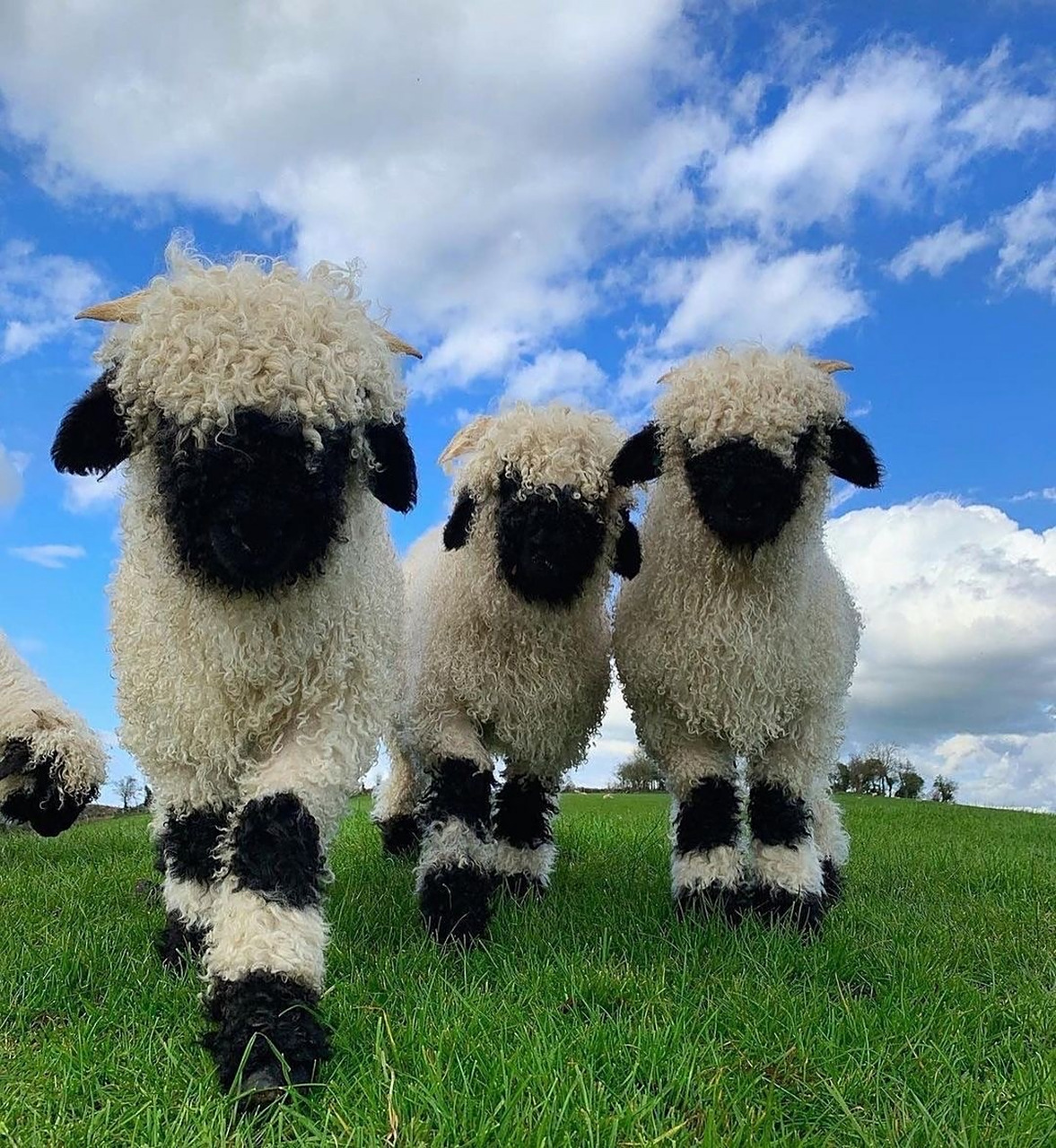 "黑脸"小羊,可爱可爱