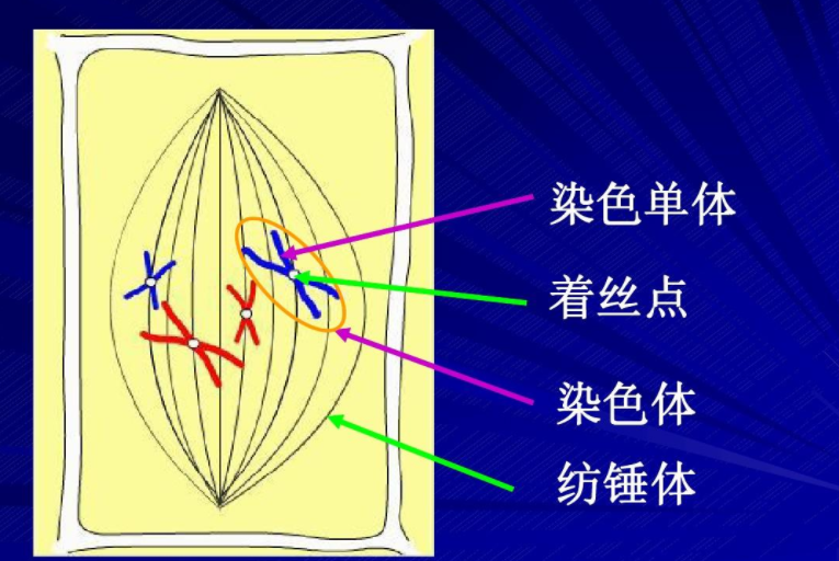 染色单体概念图片