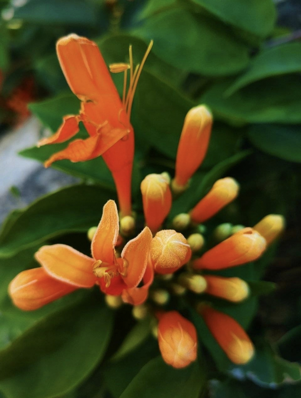 大理·崇圣寺三塔 炮仗花,别名:黄鳝藤.状如鞭炮,故有炮仗花之称