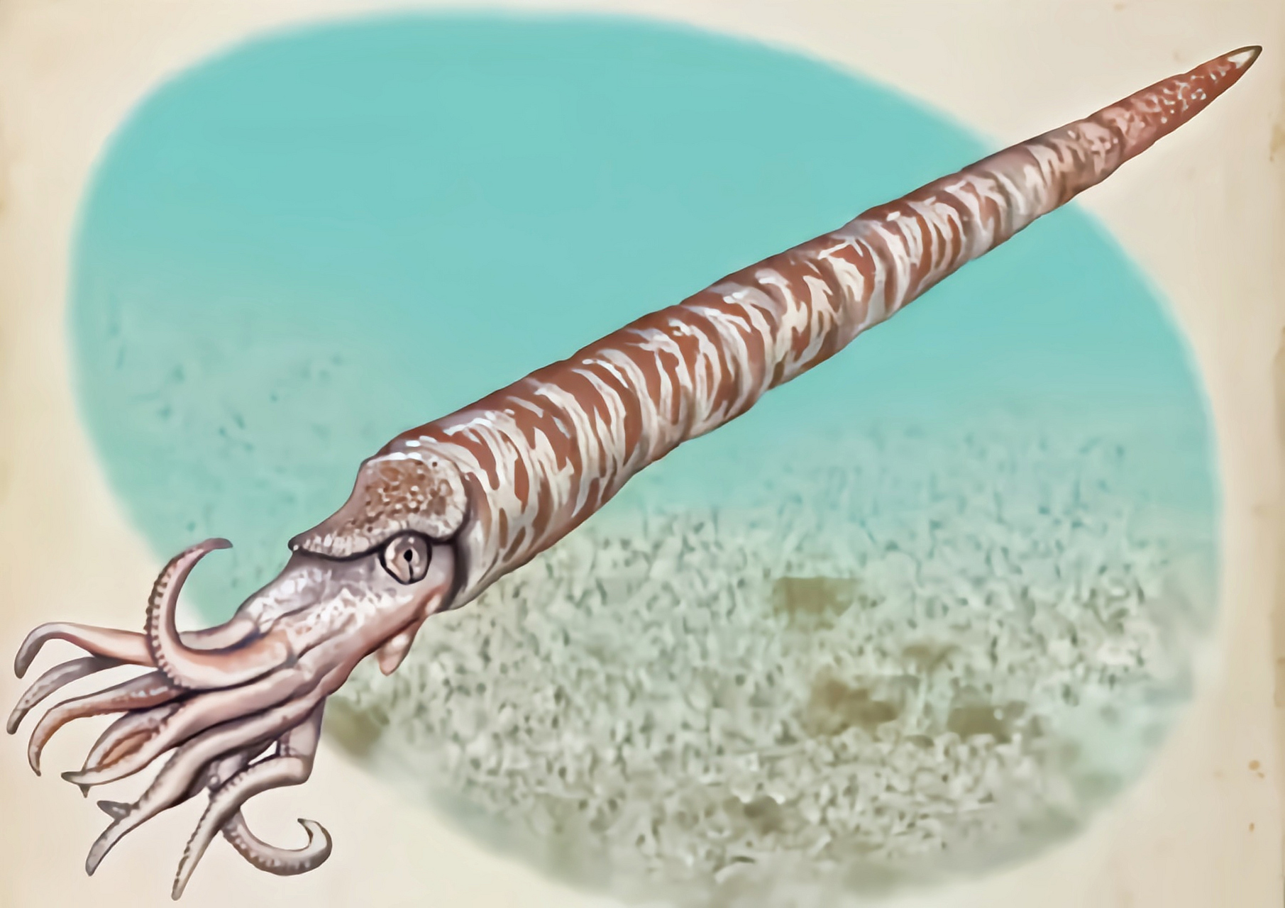 远古生物探秘——房角石 房角石是一种已经灭绝的头足纲生物,它长有长