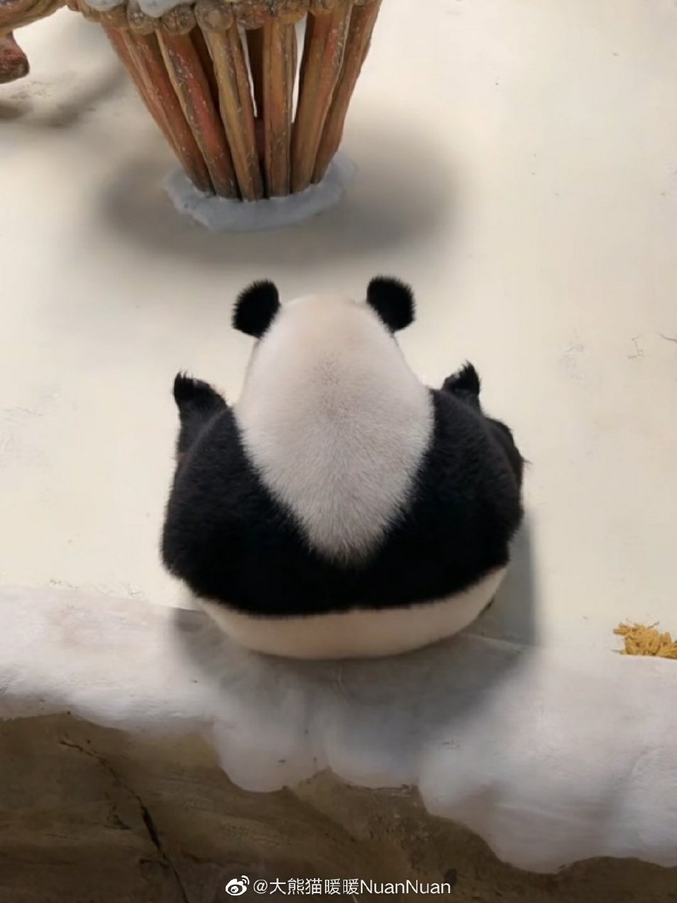 从马来西亚归国的大熊猫暖暖也是一只大美熊.