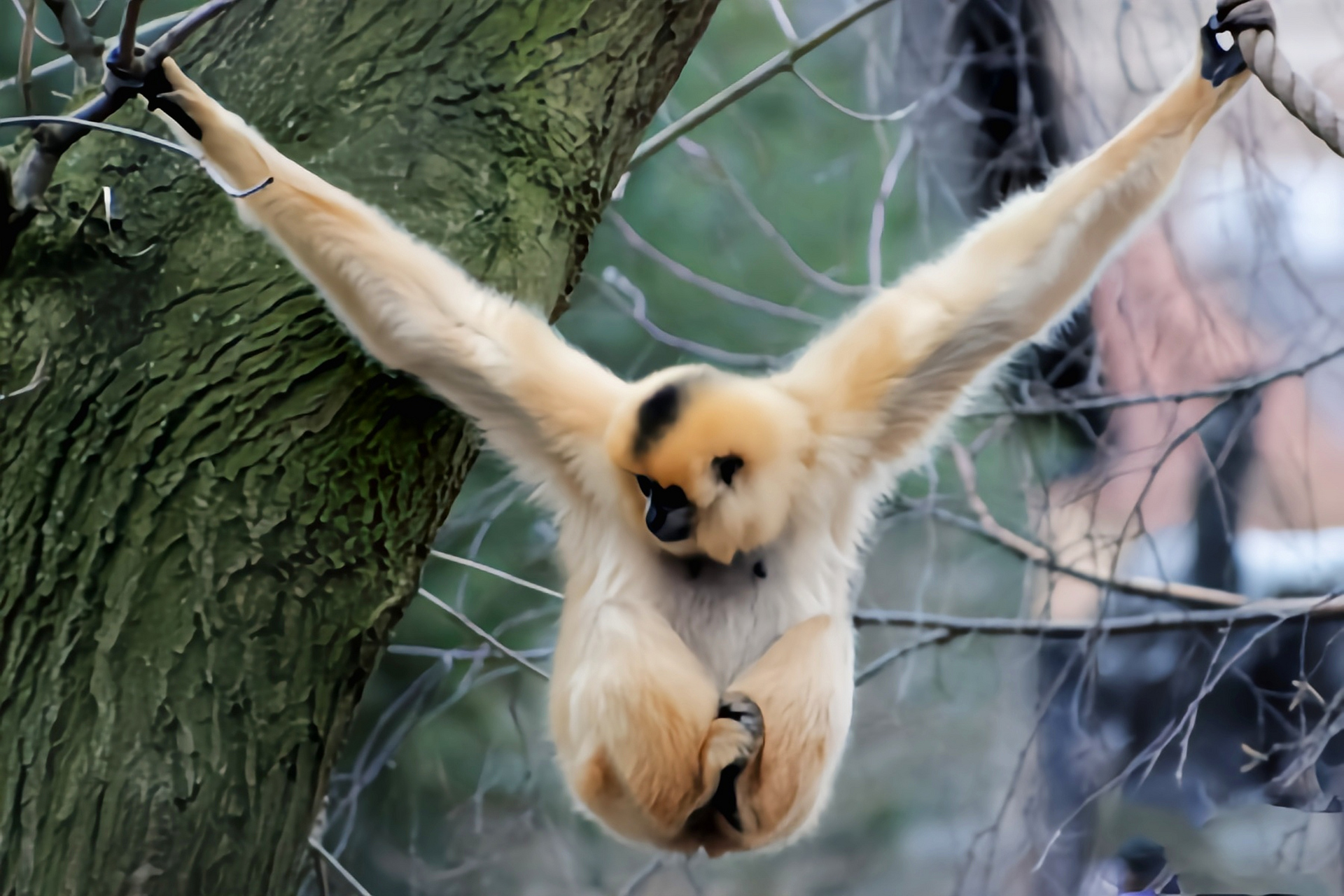 每天认识一种动物——红颊长臂猿 红颊长臂猿别名红颊黑猿,灵长目,冠