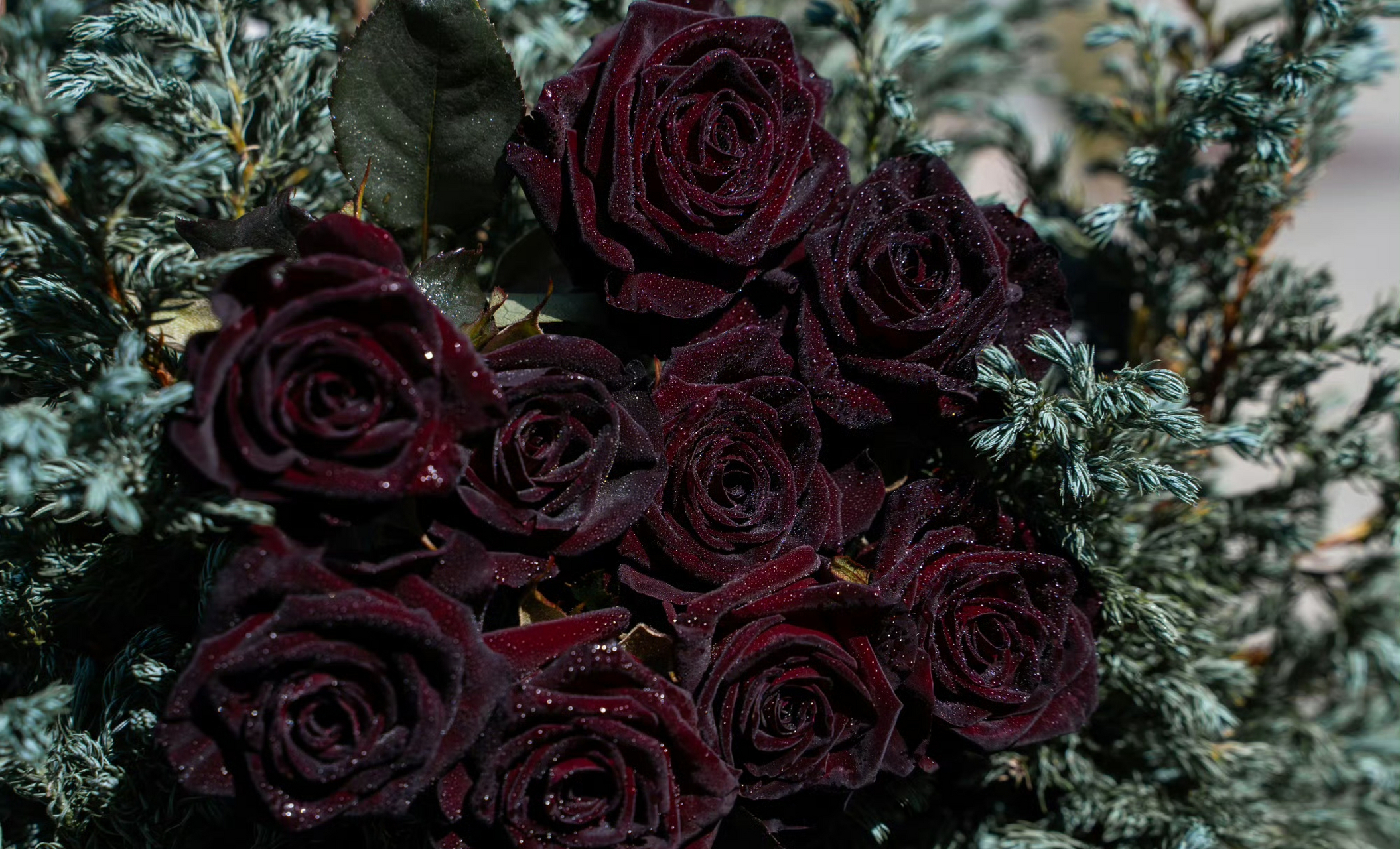 居家锻炼# 黑巴克——永恒的经典 在一众切花月季品种里,黑巴克显得