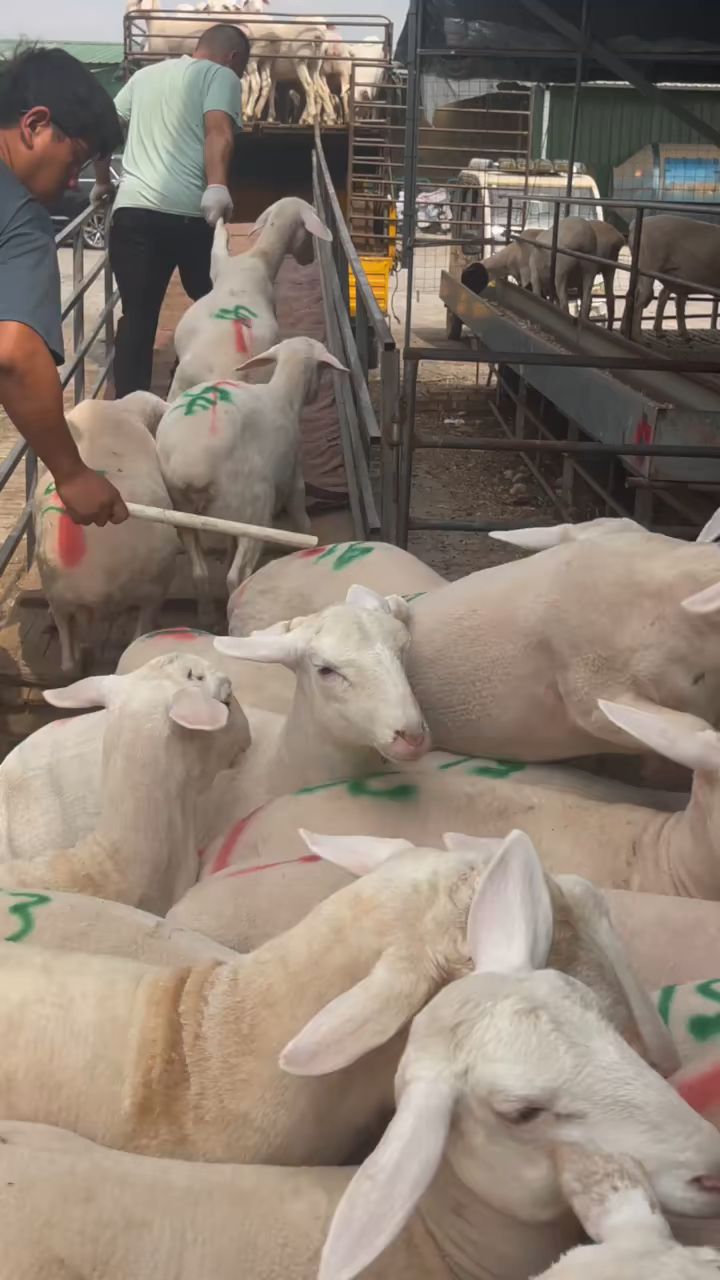 多胎多羔品种羊,澳寒杂交头胎孕羊,一胎二到四只羔,南方北方都可以养