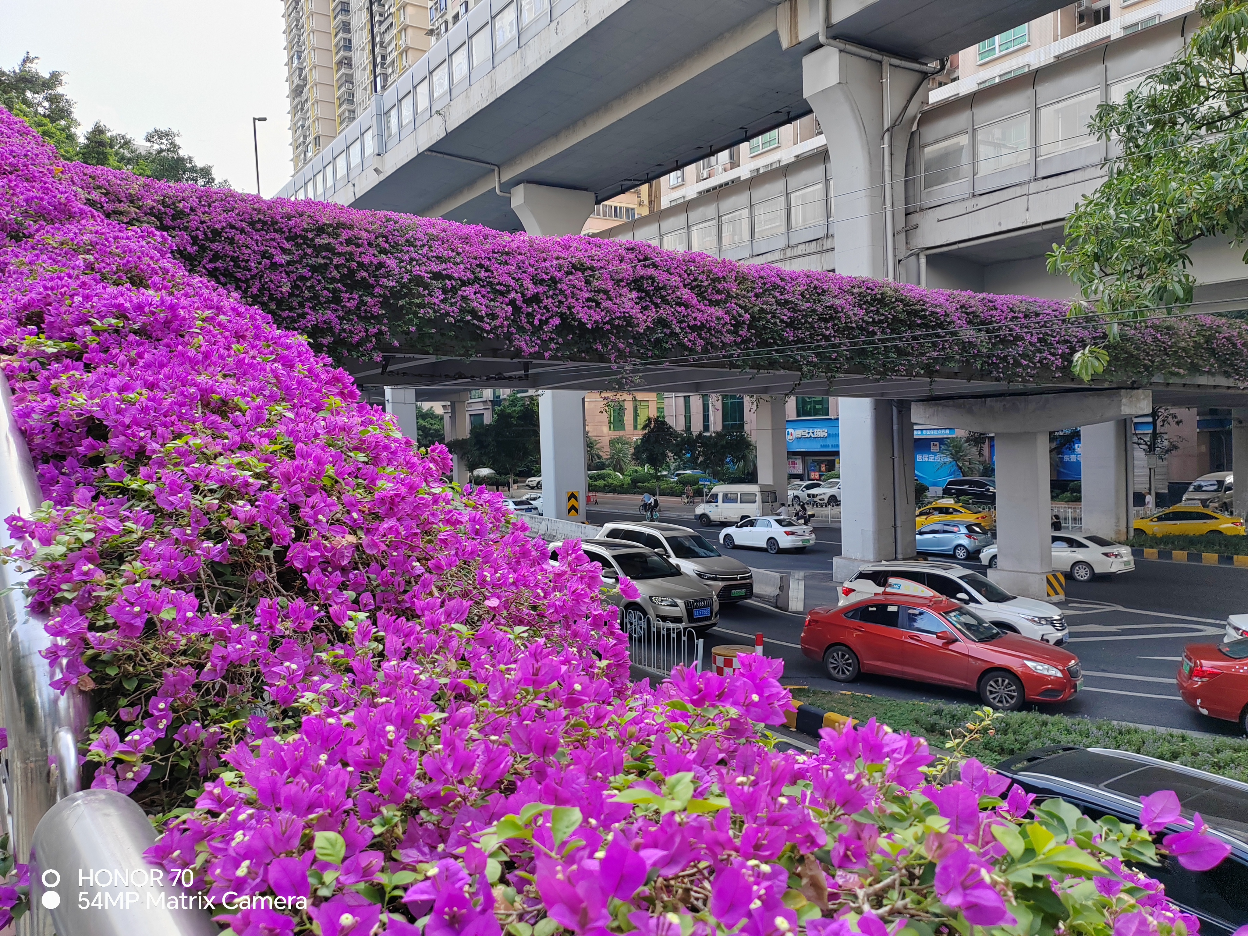 原创作者:竹林里的洛洛外婆广州的秋天,被簕杜鹃装点地变成了花海.