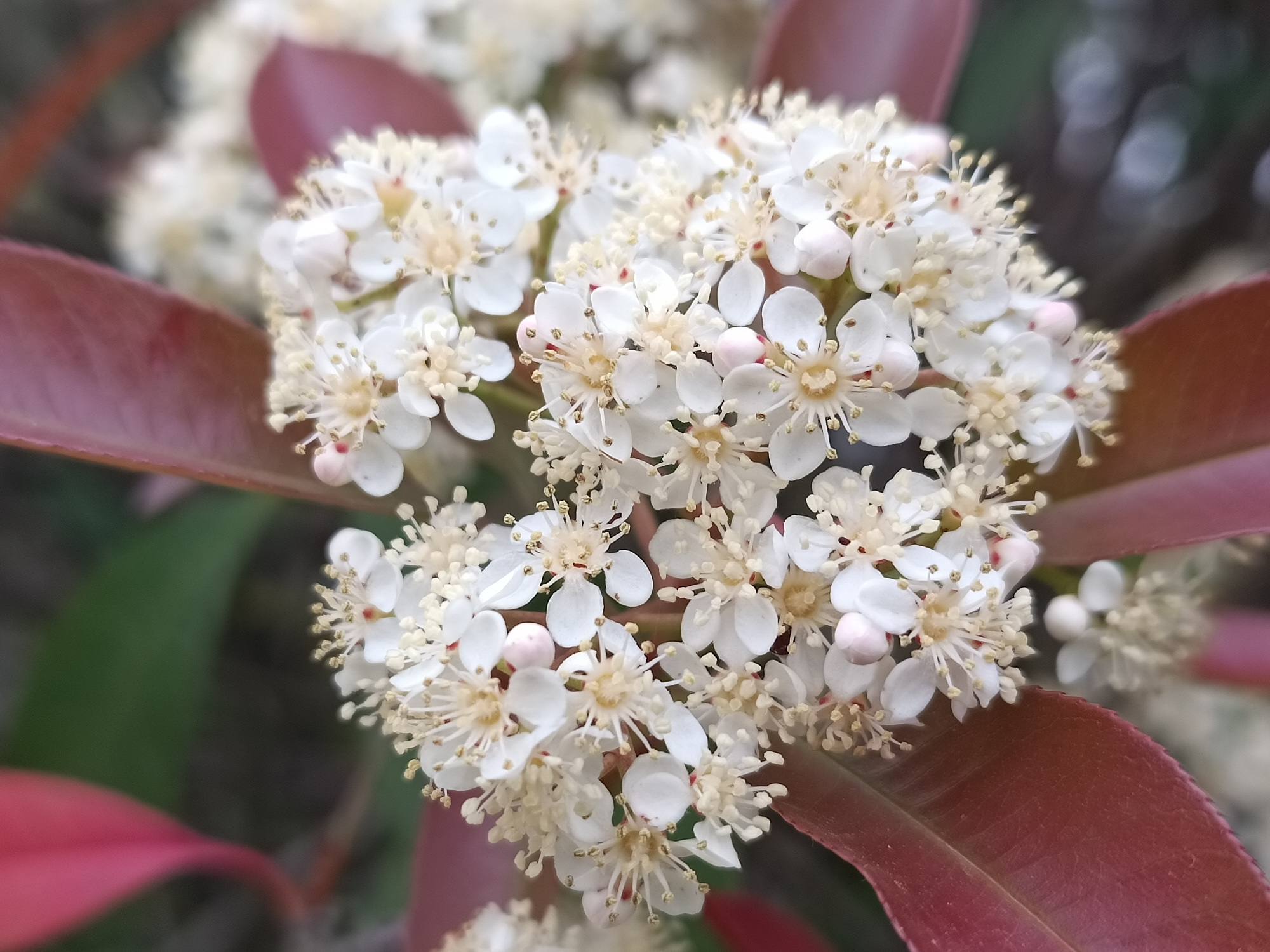 每日拾花～红叶石楠