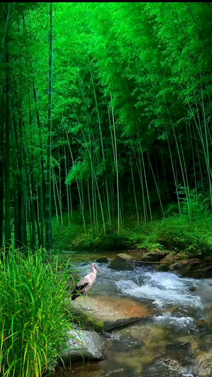 大自然竹林小溪美景欣赏