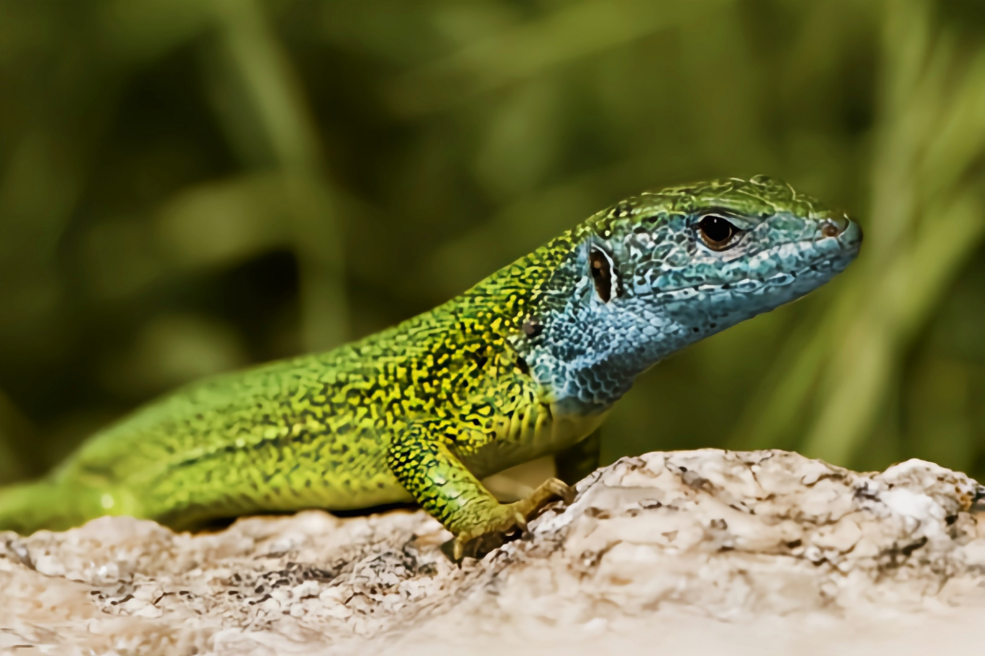 (图片来自网络)