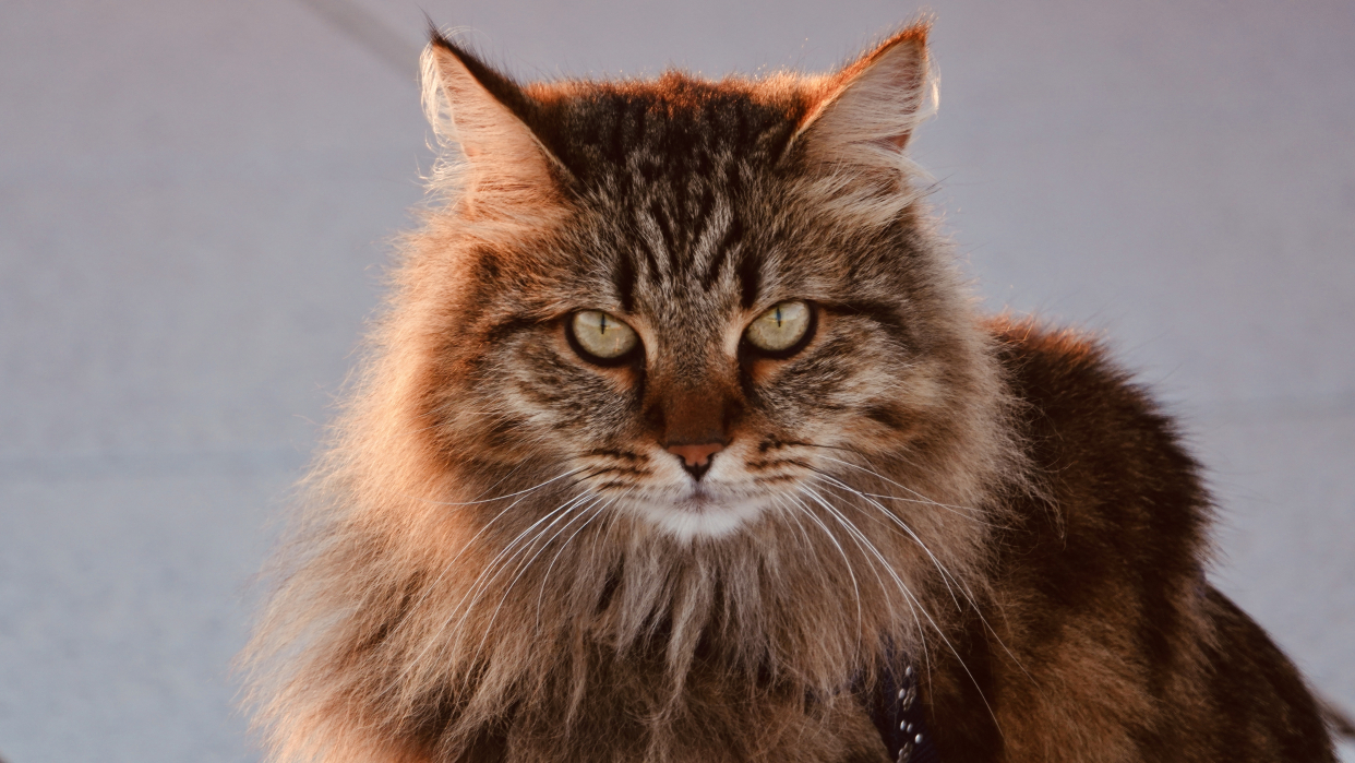 西伯利亚森林猫