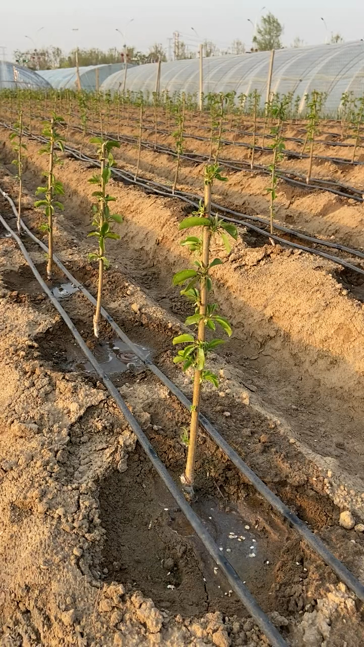 樱桃滴灌,樱桃树滴灌管怎么安装,樱桃树滴灌方式