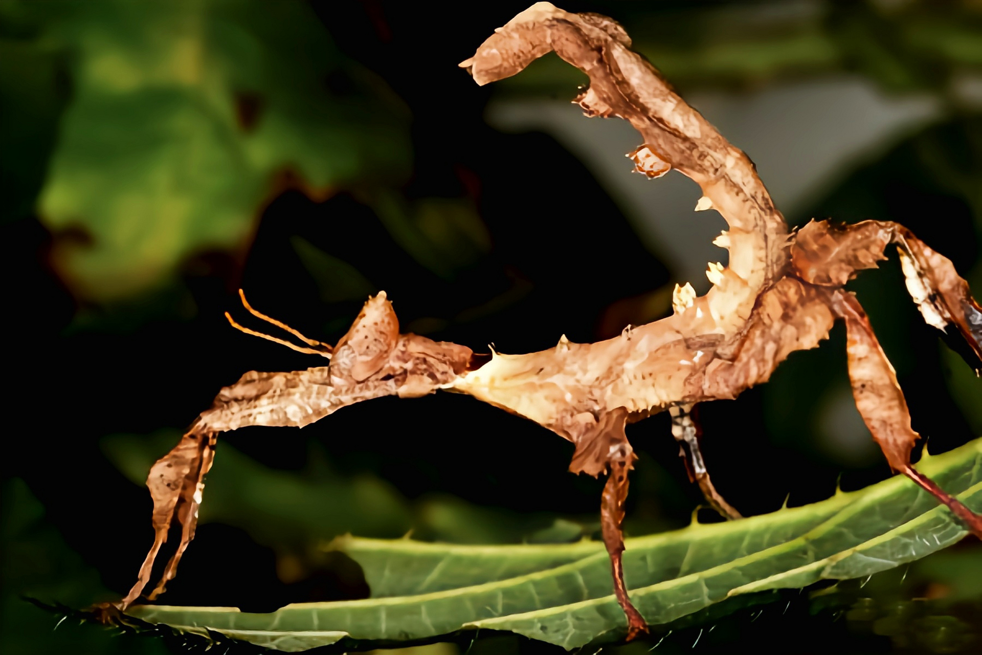 巨棘竹节虫寿命图片
