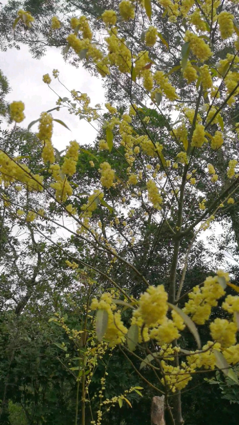 木姜子开花图片图片