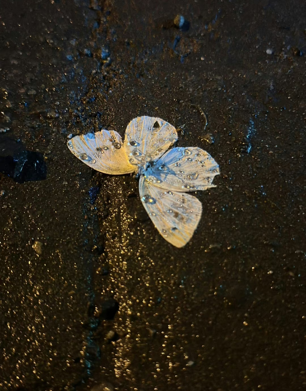 蝴蝶避雨的图片图片