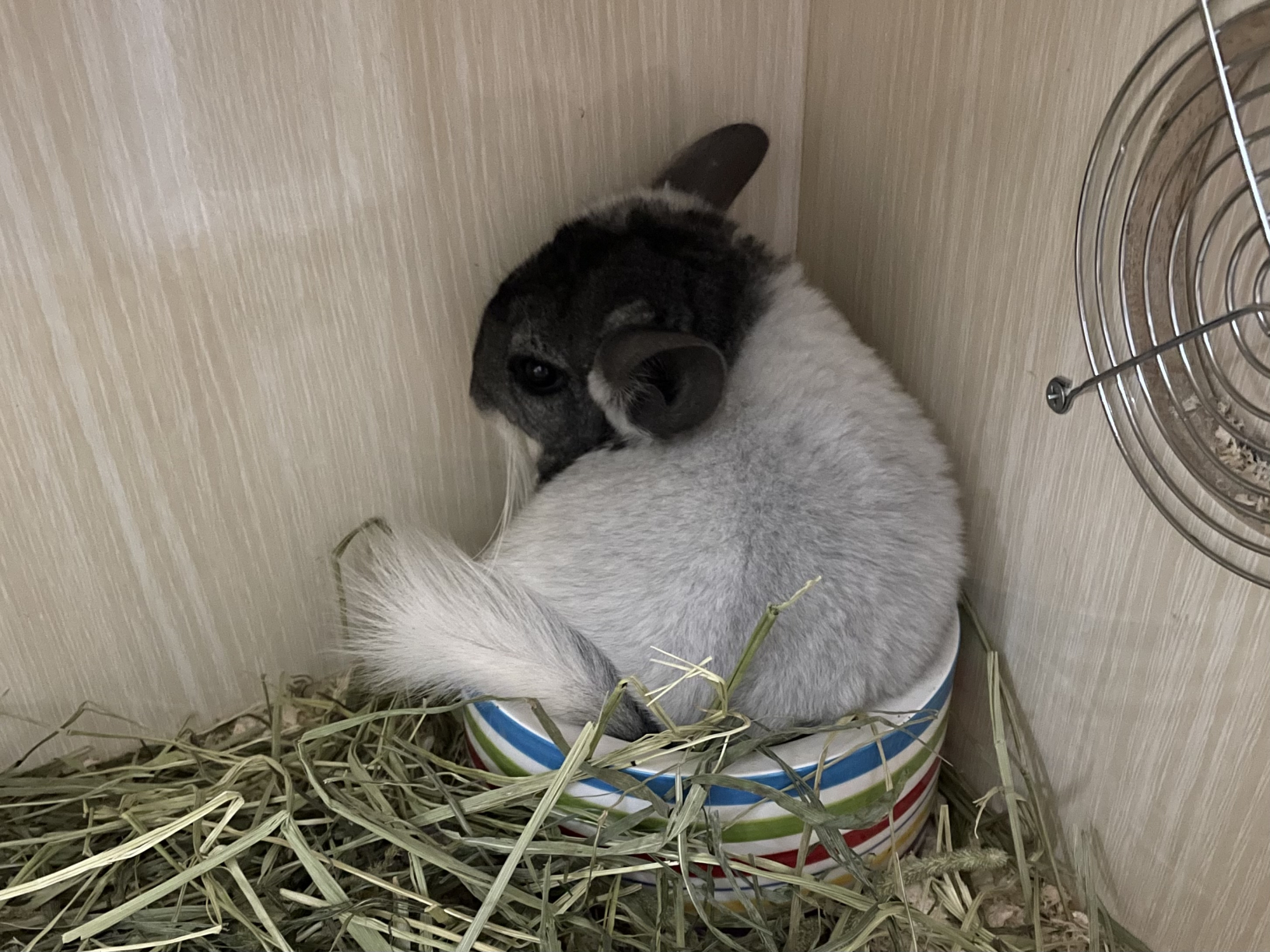 奶牛(银斑)龙猫