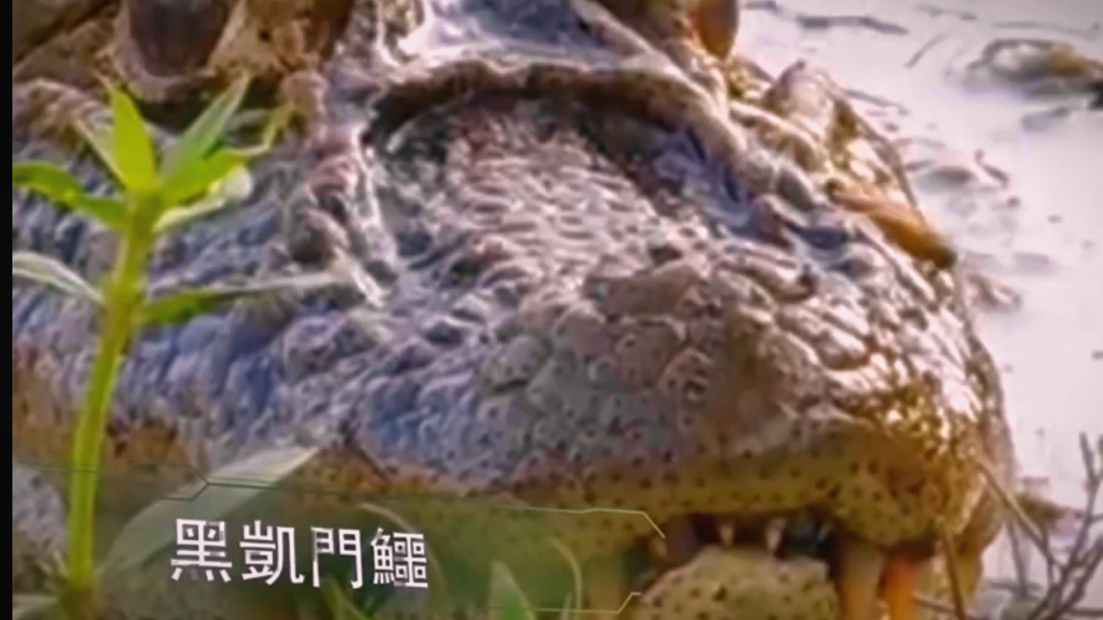 亚马逊黑凯门鳄是鳄鱼家族中最大的成员