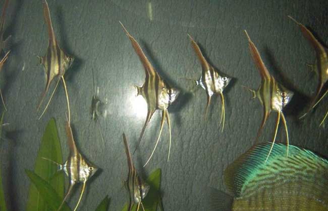 燕鱼繁殖周期图片