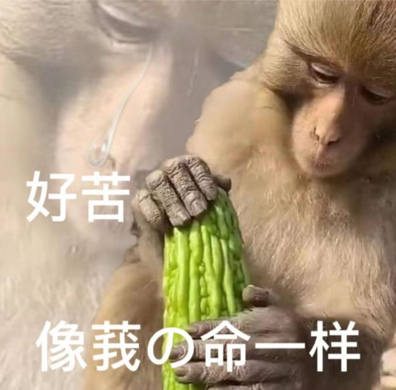 好苦 像我的命一样