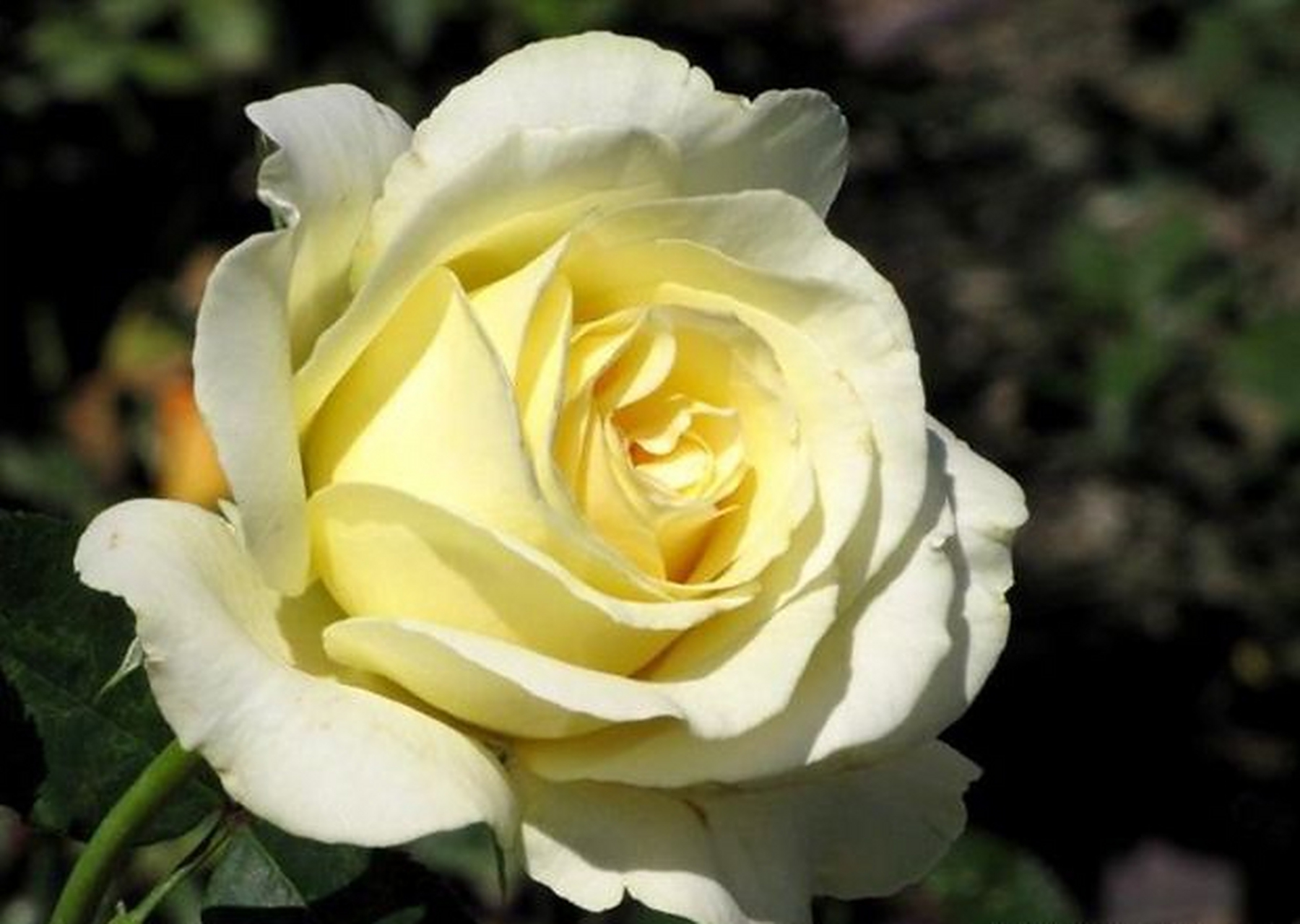 大花型的淡黄色月季花,在很多人心中都有一种淡淡梦幻感,让人一看就