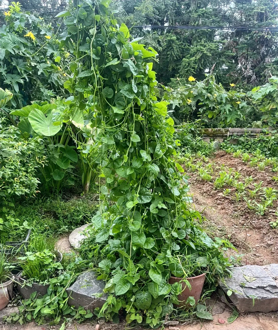 夏天在家门口菜地长出的一木耳菜苗,发芽后给了他一根竹竿,结果从夏天