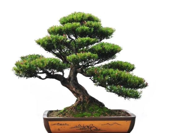 小叶赤楠盆景怎么养-养护方法