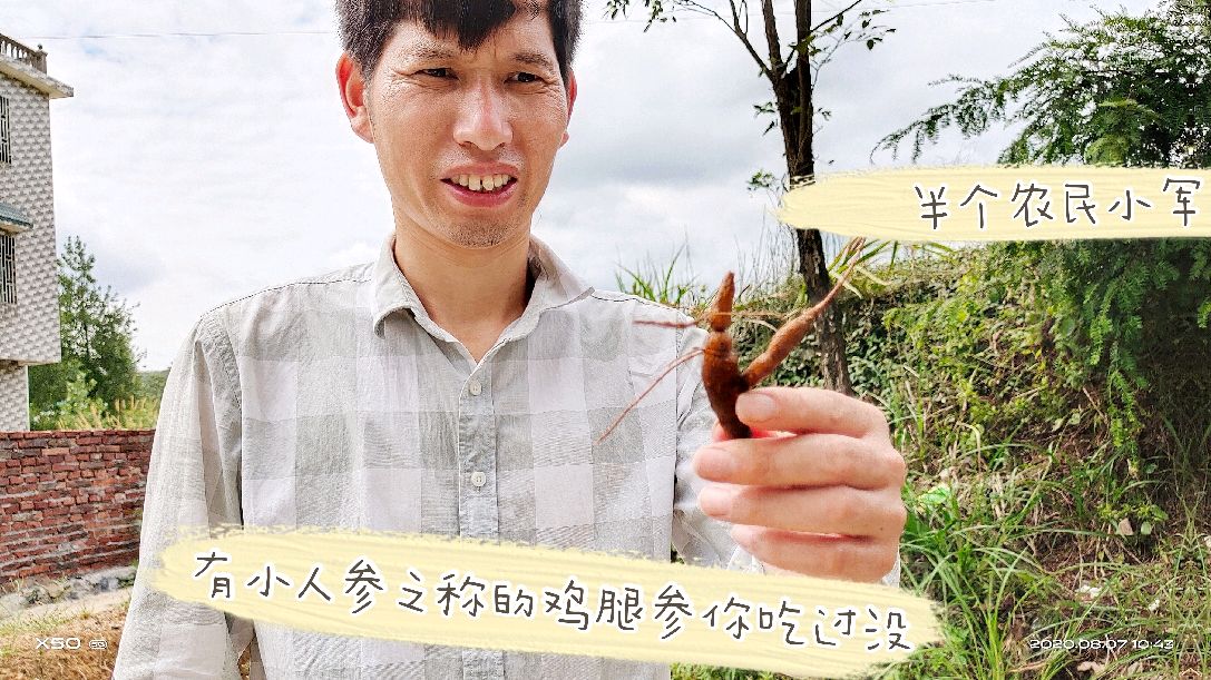 有小人参之称的鸡腿参,小时候的最爱,你吃过吗