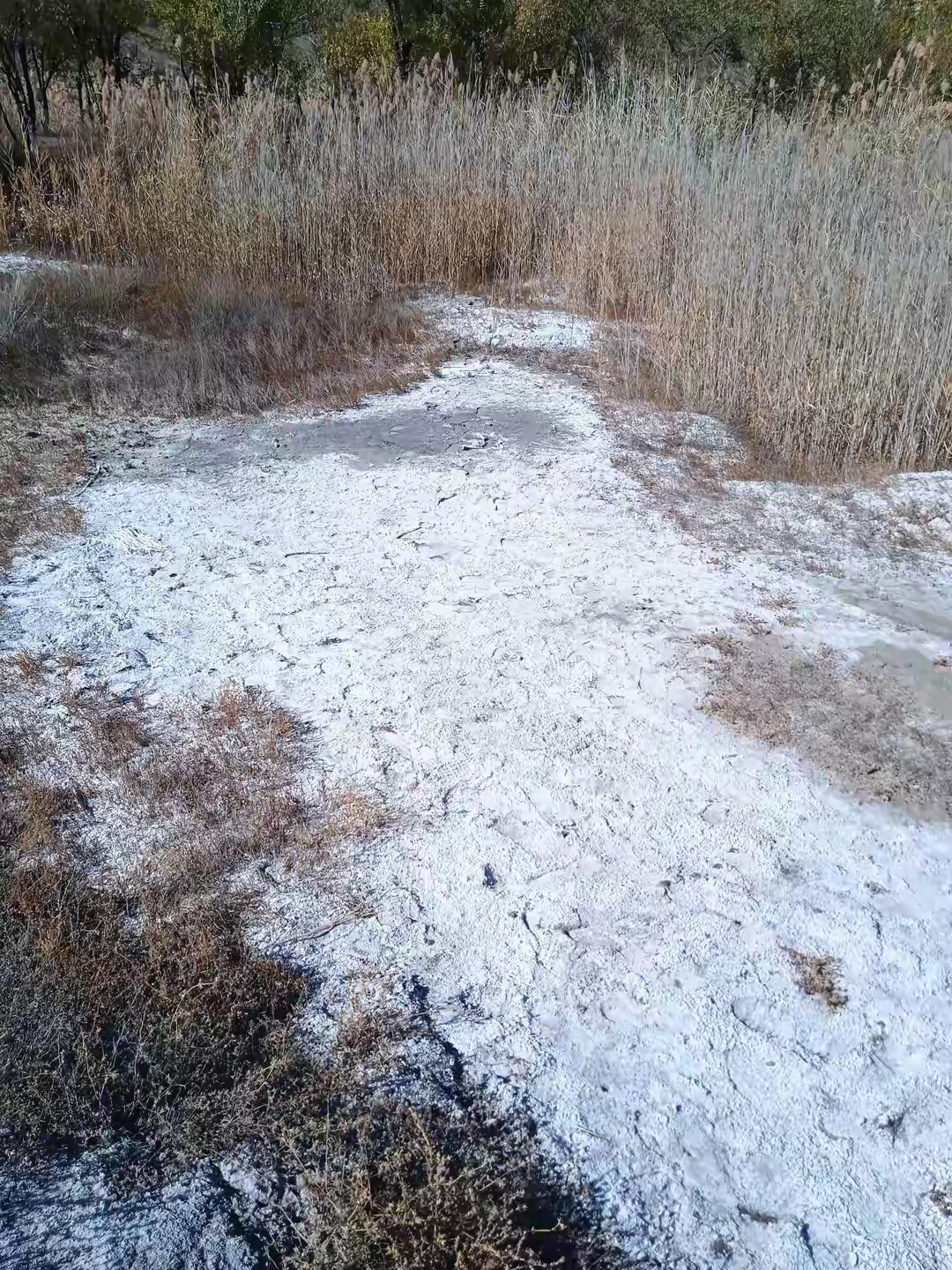 这是我在新疆乌鲁木齐市郊区山沟里发现的离远看白茫茫一片还以为是