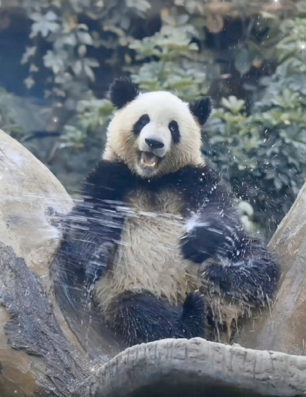 社牛,外形英俊,智商超群,整活能手,有顶流妹妹花花……[比心]  #熊猫