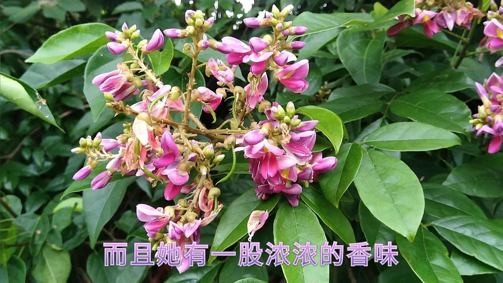 漂亮又有大用,四季常青,你还在等什么!?