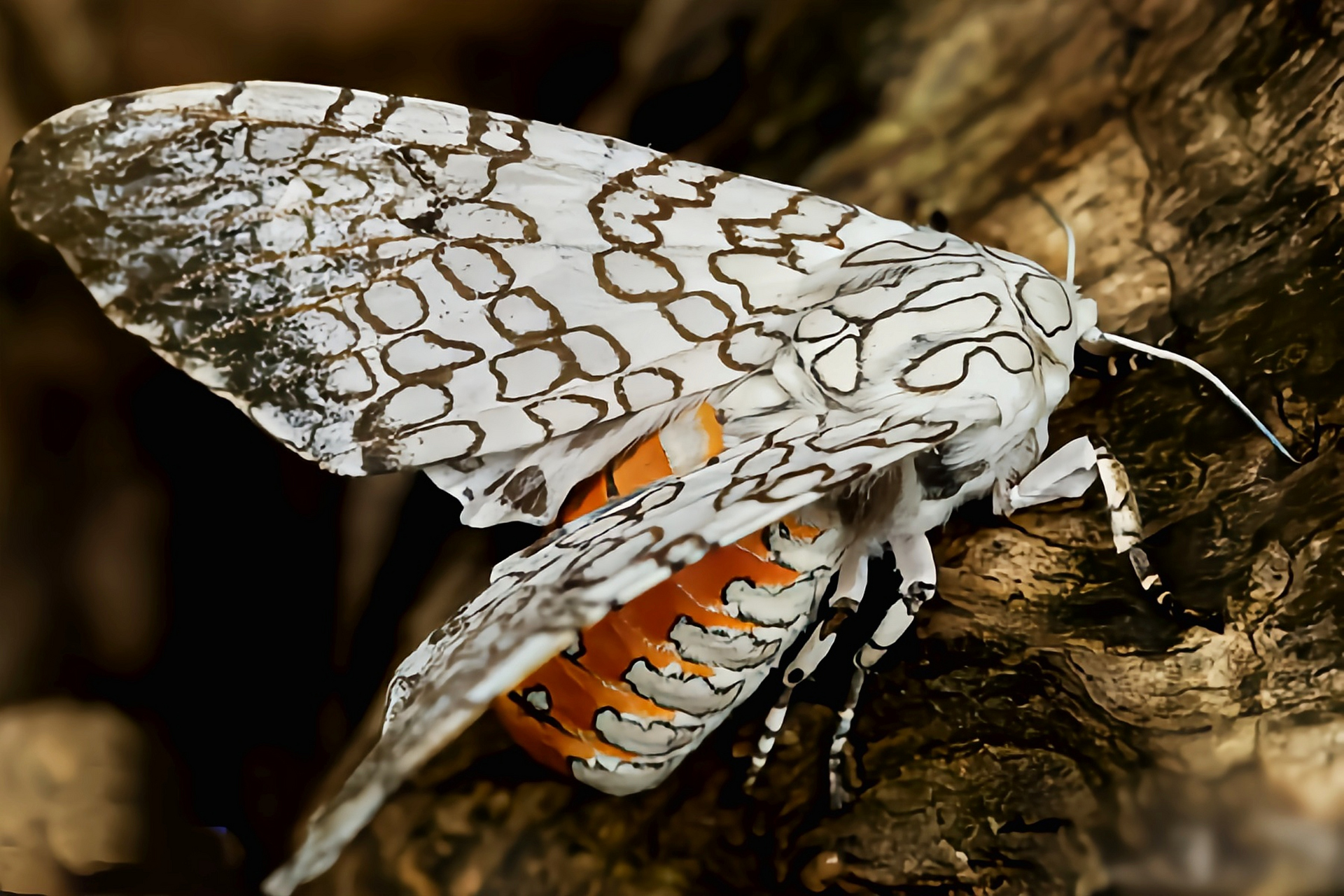 成蛾 翅展4-6厘米,头小,喙退化或无.