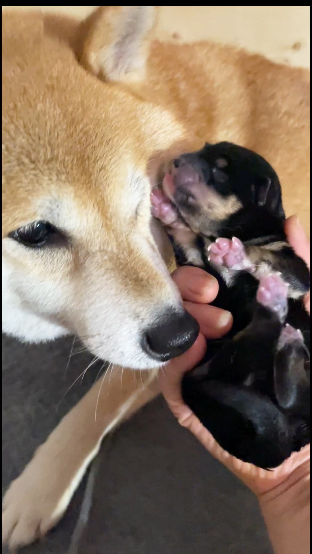 刚出生的黑柴犬,好漂亮呀