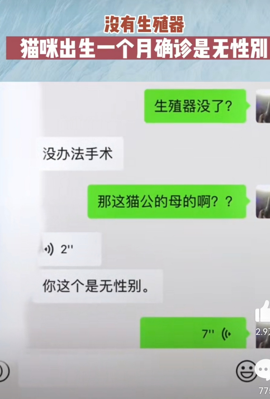 竟然有无性别的猫咪!雌雄同体!