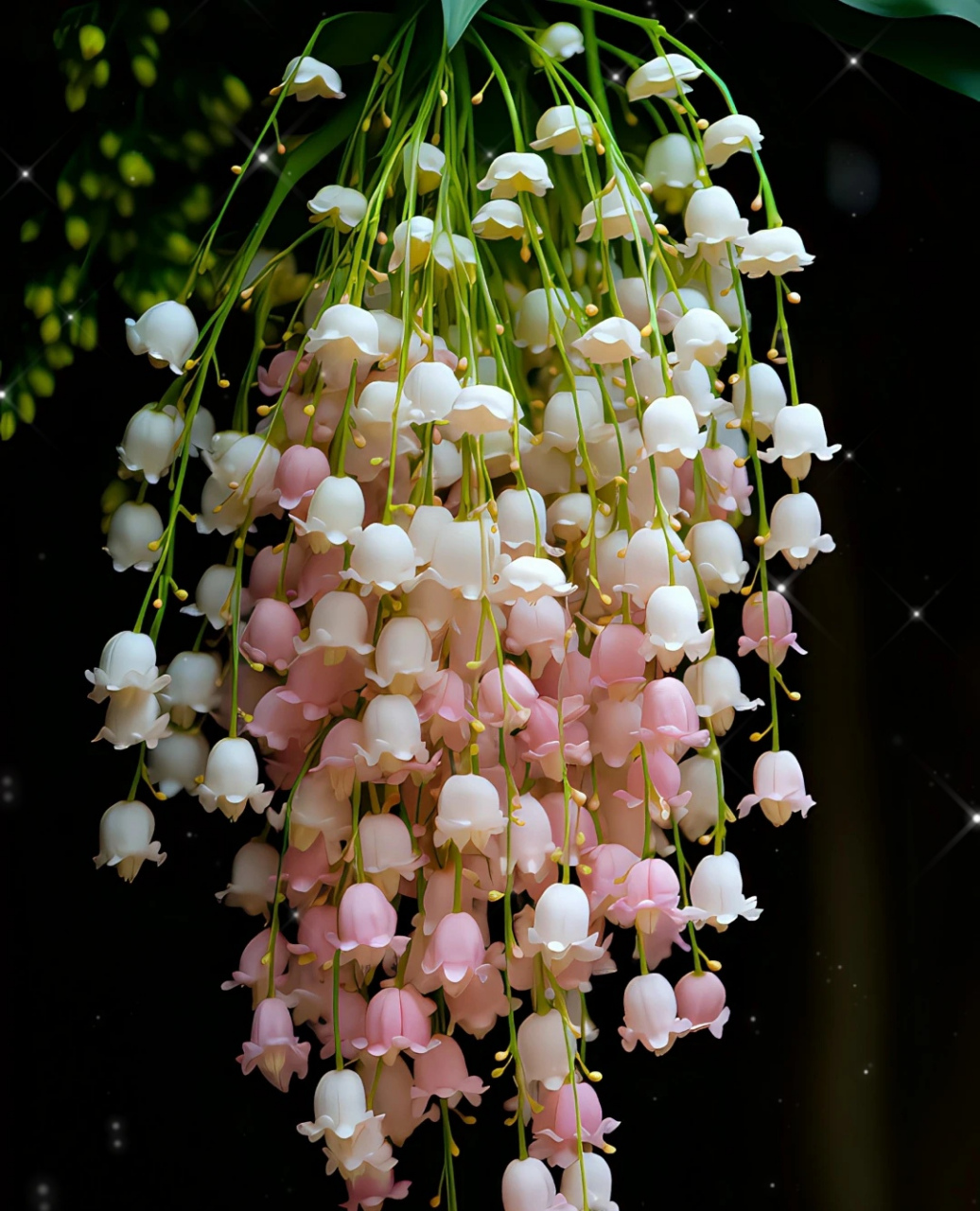 铃兰花# #植物# #每天认识一种植物