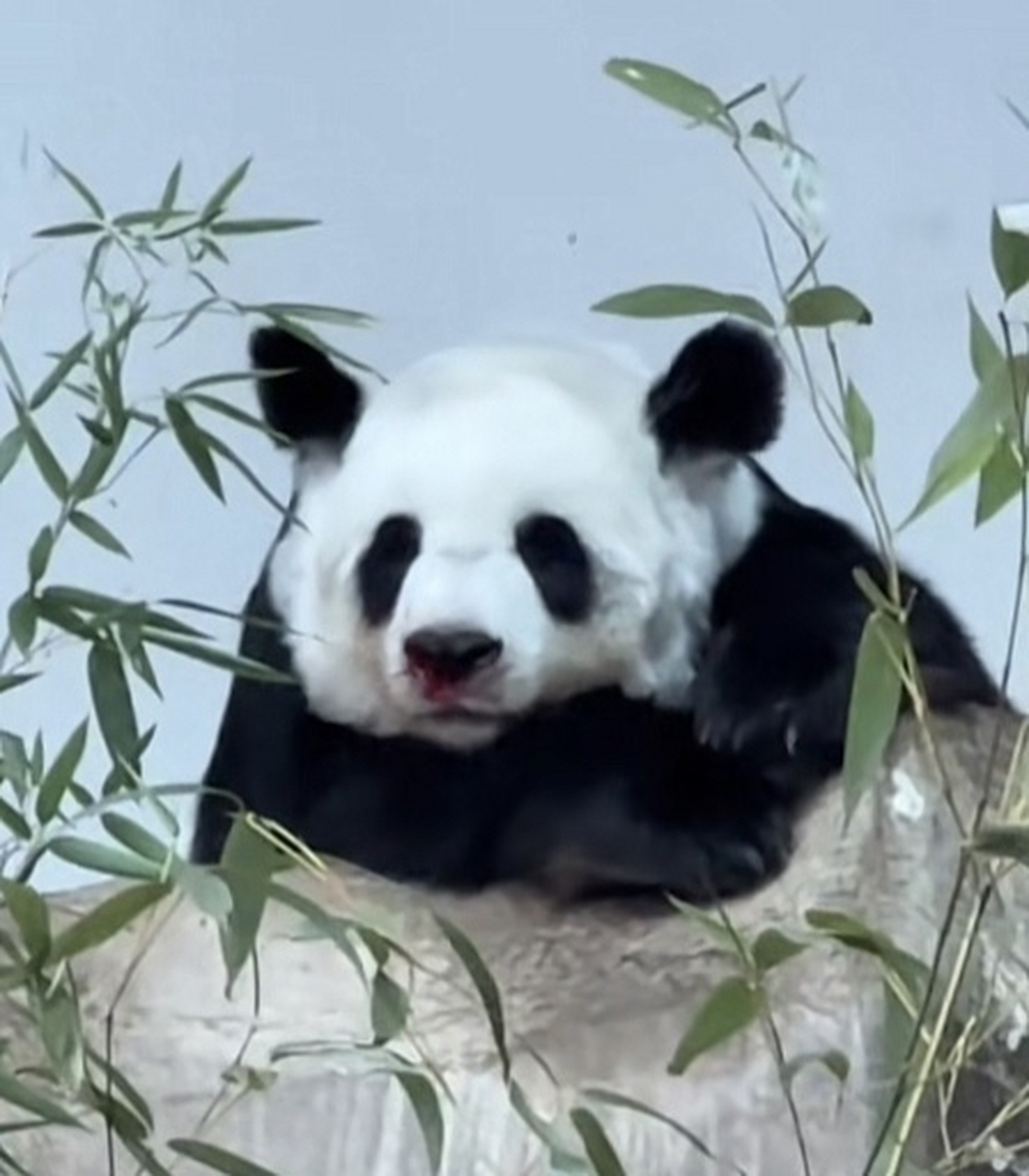 旅泰大熊猫林惠今日死亡,昨天还在视频上看到他受伤的样子好可怜,那种