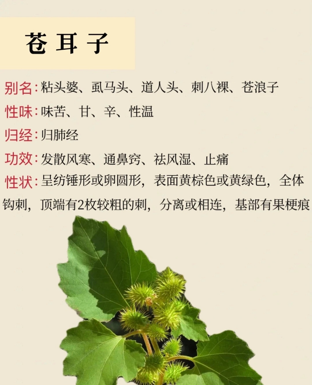 苍耳子治风湿图片