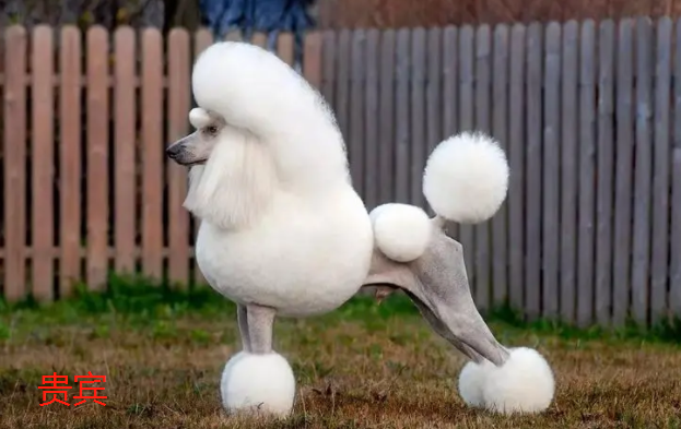 不掉毛的中型犬有什么
