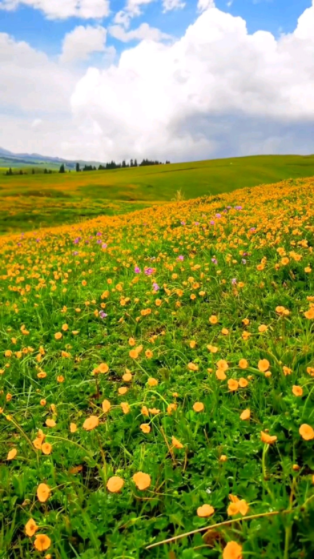 花开一夏,专属于伊犁草原的浪漫