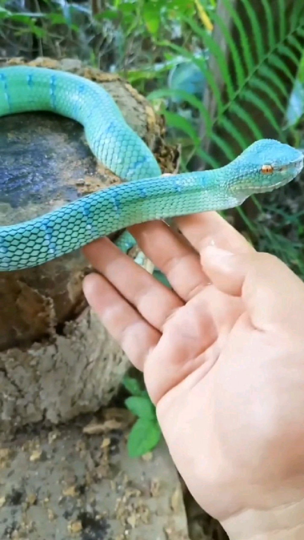 三角头的蛇没毒吗?