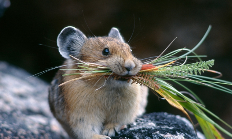 老鼠吃草吗