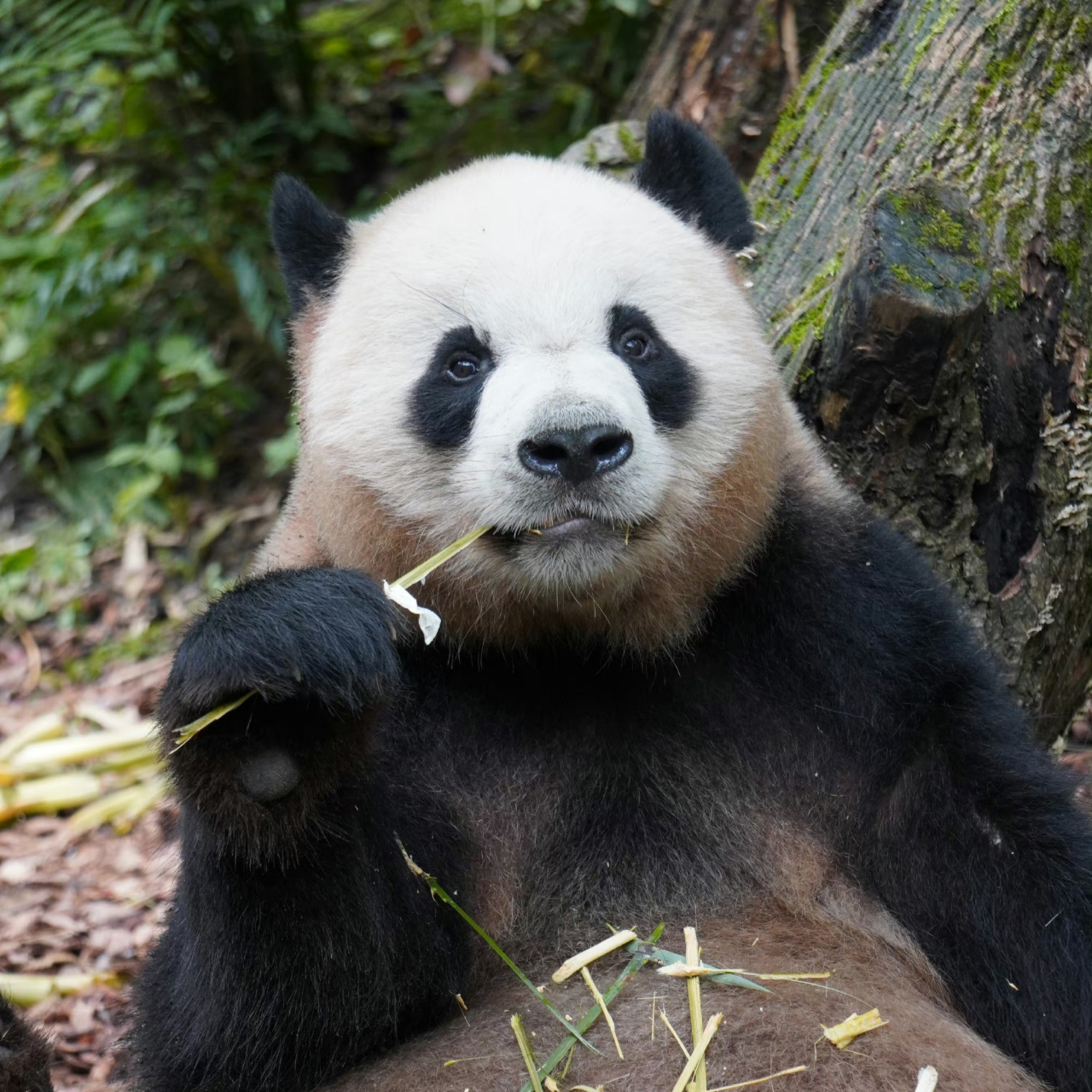 让我看看这是哪只大熊猫的卡姿兰大眼睛?