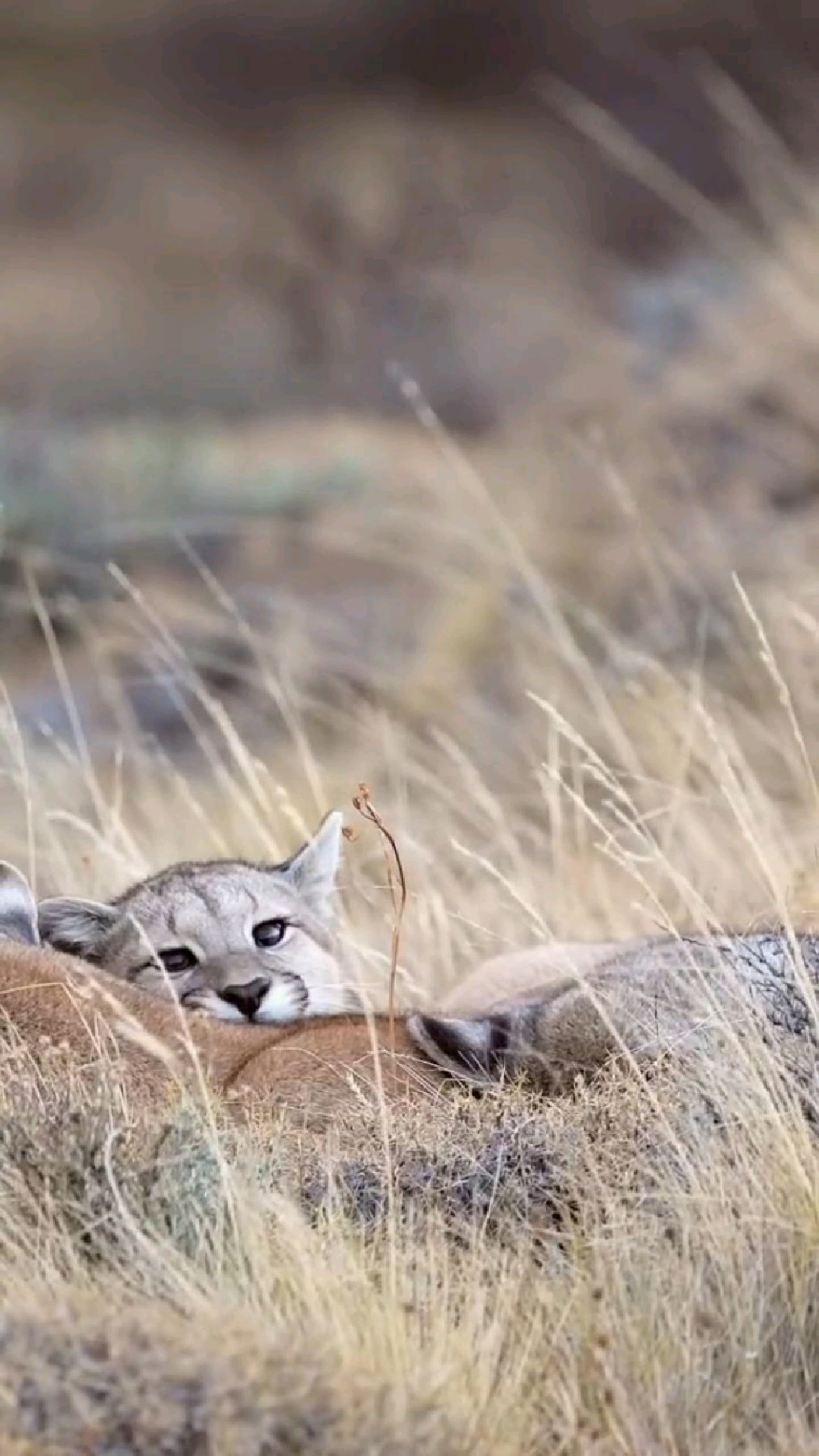 睡在妈妈怀里的小美洲狮